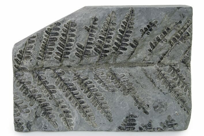 Carboniferous Fossil Fern (Pecopteris) Frond Plate - France #338485